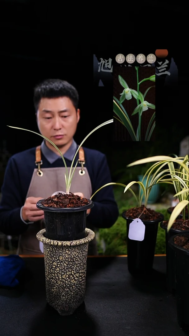 当前无花栽培后可以开花姚****)鱼魫大贡呈祥艺（龙头苗）