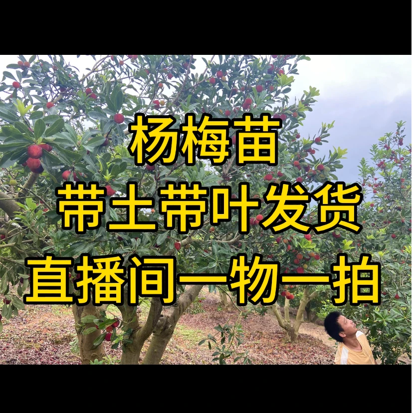 杨梅苗东魁杨梅黑炭杨梅王子安海杨梅大果杨梅带土带叶发货