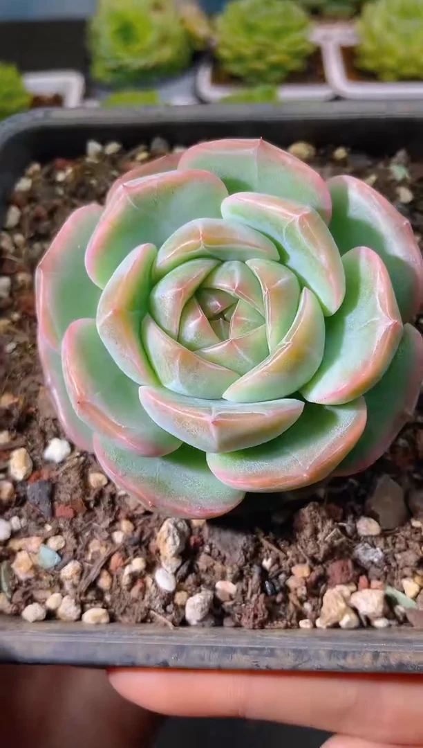 100新珍妮一物一拍