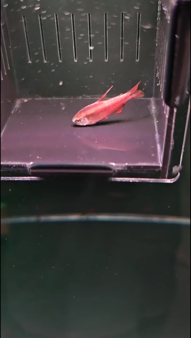 灯科鱼南**风南向清风超级红魔鬼