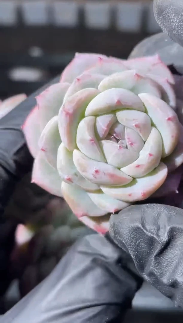 28-91降雪3-4厘米量拍发一颗