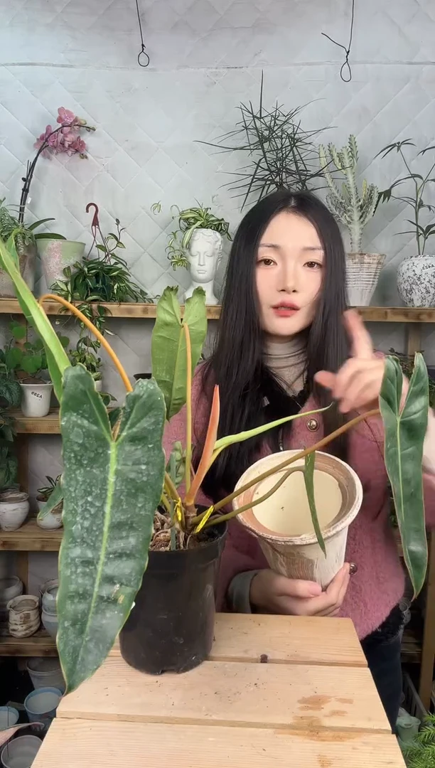 无花朵301橙炳蔓绿绒育苗盆