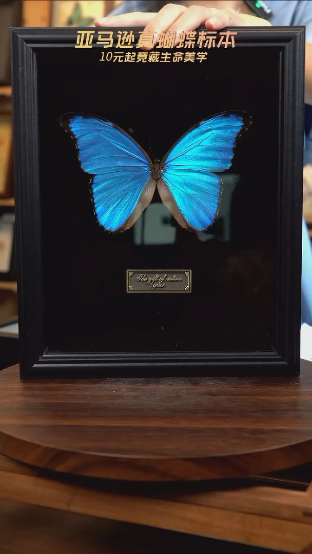 大蓝闪蝶黑绒底版10寸欧式框（带证书）