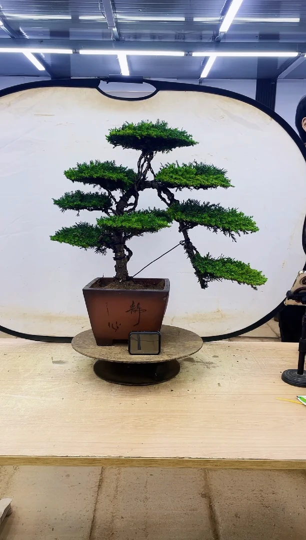 无花朵康*00000000000000000