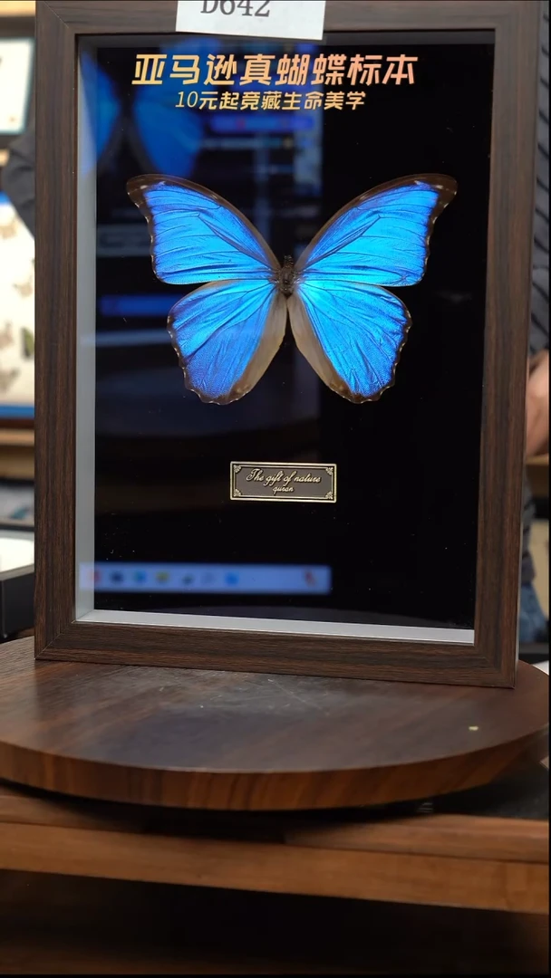 蝴蝶标本摆件竞拍d642