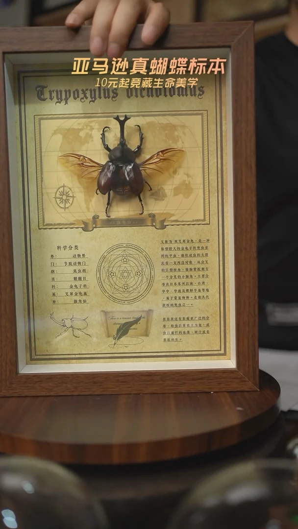 有机玻璃独角仙复古版A4复古框