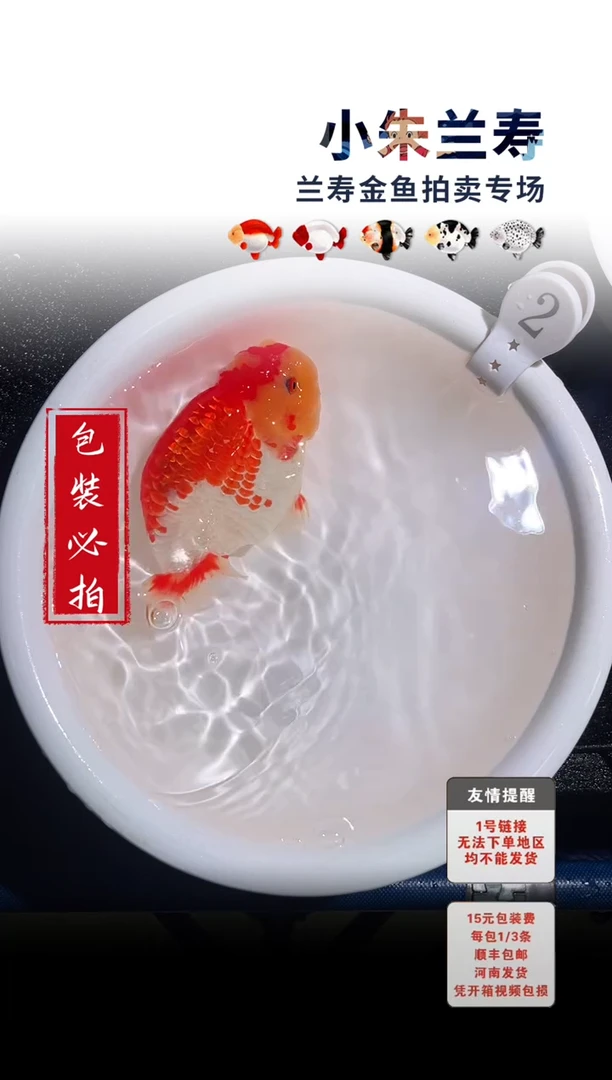 金鱼包装必拍未拍顺丰到付2号
