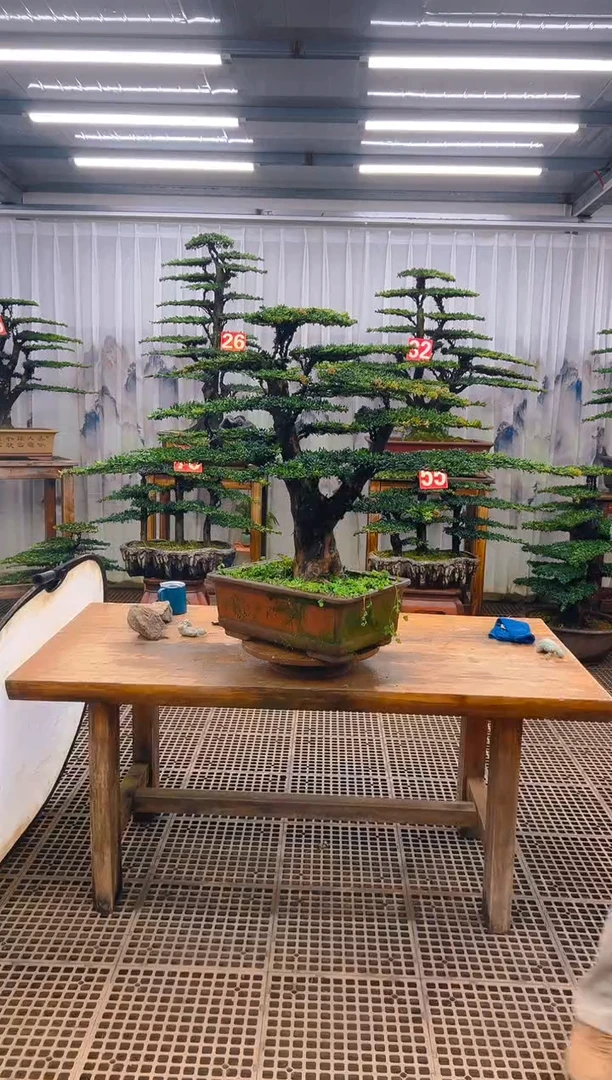 无花朵山*精品盆景直播间一物一拍