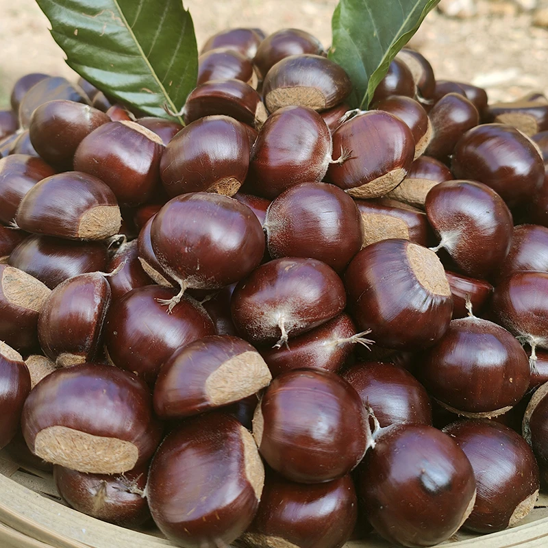 正宗沂蒙山老树油栗子新鲜带壳生板栗油栗粉糯香甜包邮