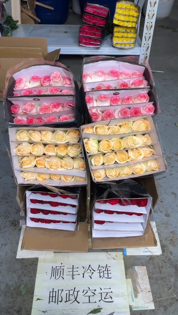 高原红20枝+艾沙20枝+香槟20枝