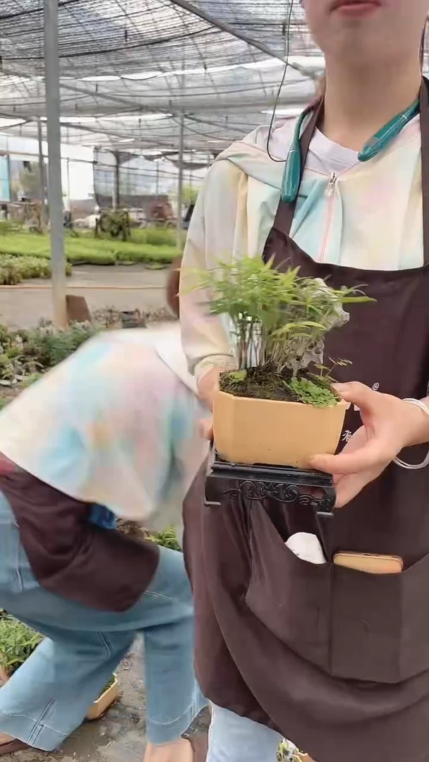 无花朵黄盆 竹子