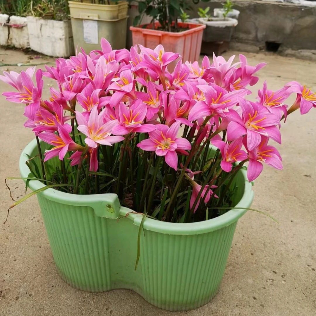 风雨兰种球韭兰种球庭院阳台盆栽花卉绿植耐热耐寒四季种植