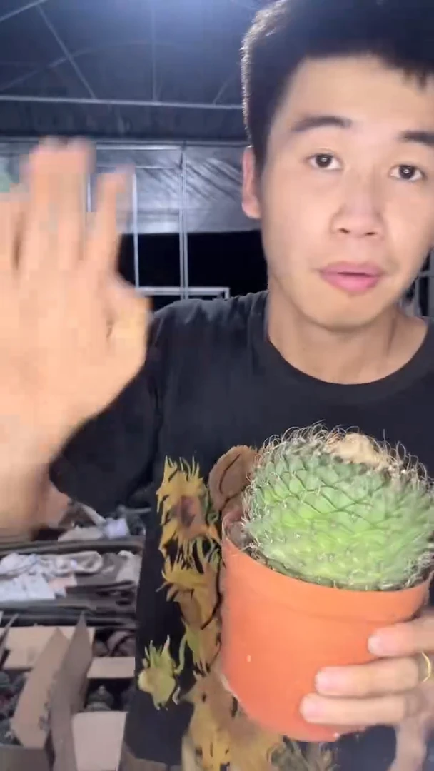 大单头 帝冠【带根】9-13cm