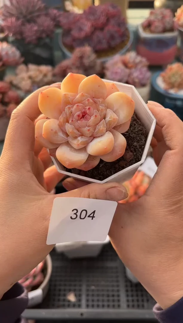 304单头个体糖心多肉