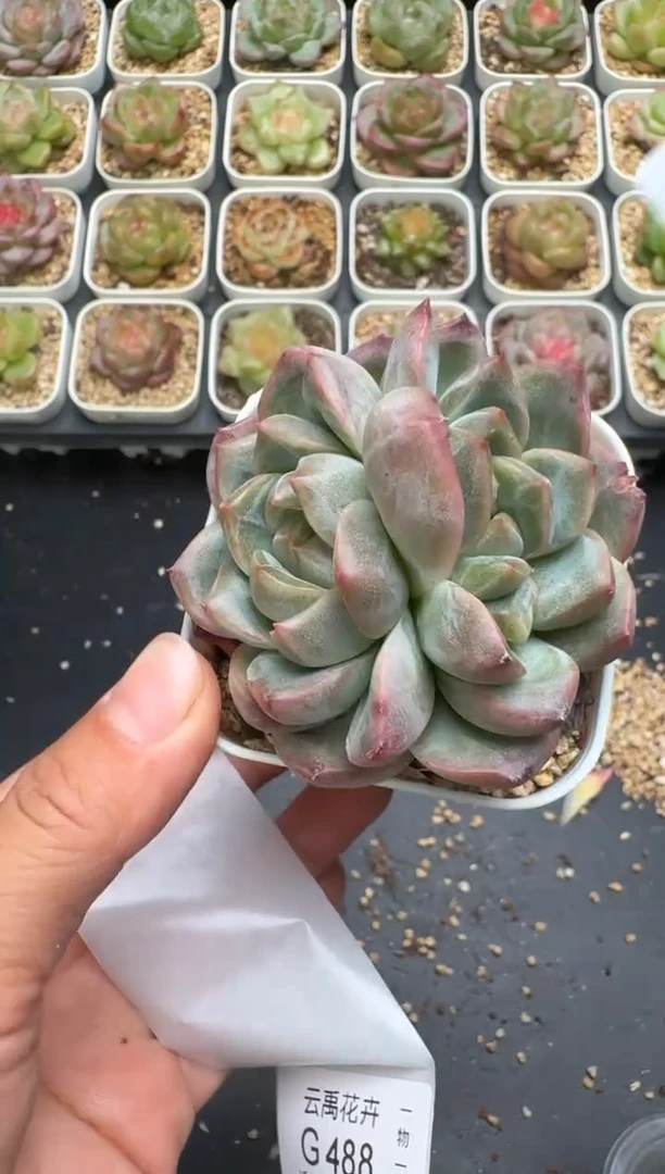 487G云禹多肉植物 脱土纸巾打包 3颗包邮