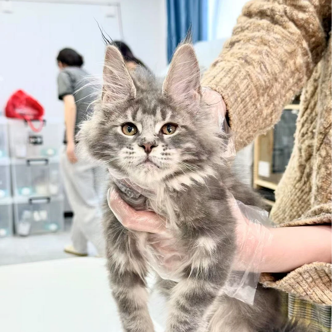 来了姊妹-蓝虎斑缅因猫 弟弟 027