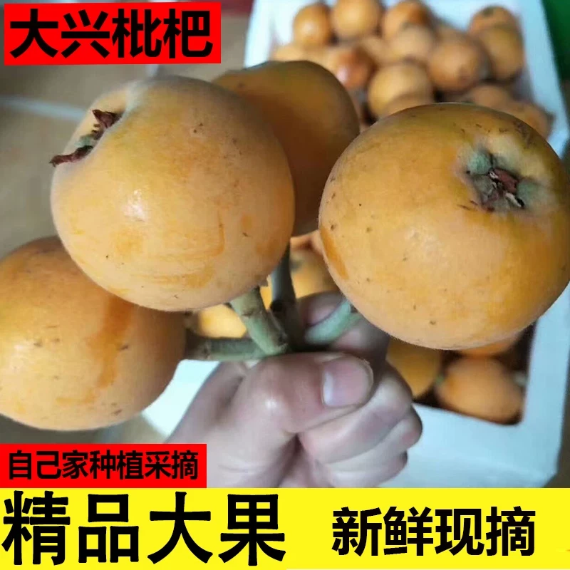 顺丰包邮现摘现发新鲜云南大五星枇杷大果当季枇杷水果运费水果