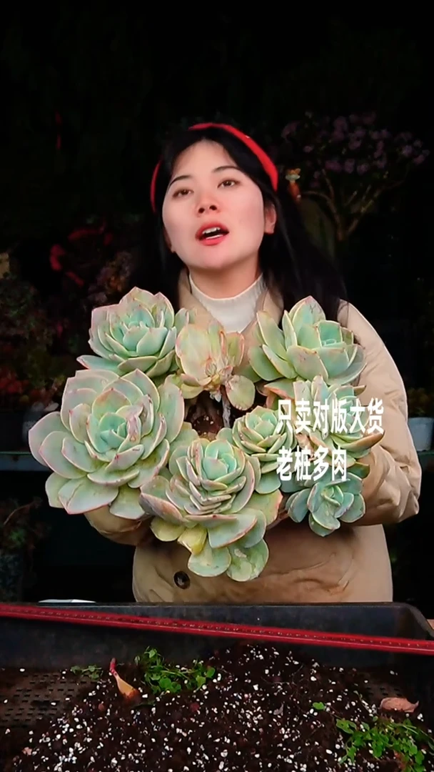 【闪购商品】超大白凤29号