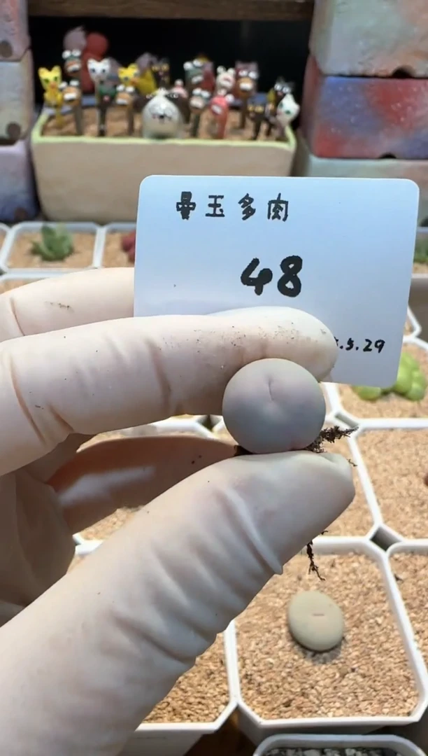 25.5.29-48多肉多肉