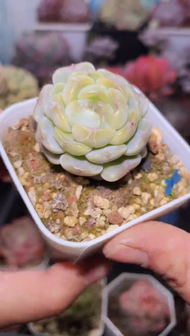 【闪购商品】245白恋多肉