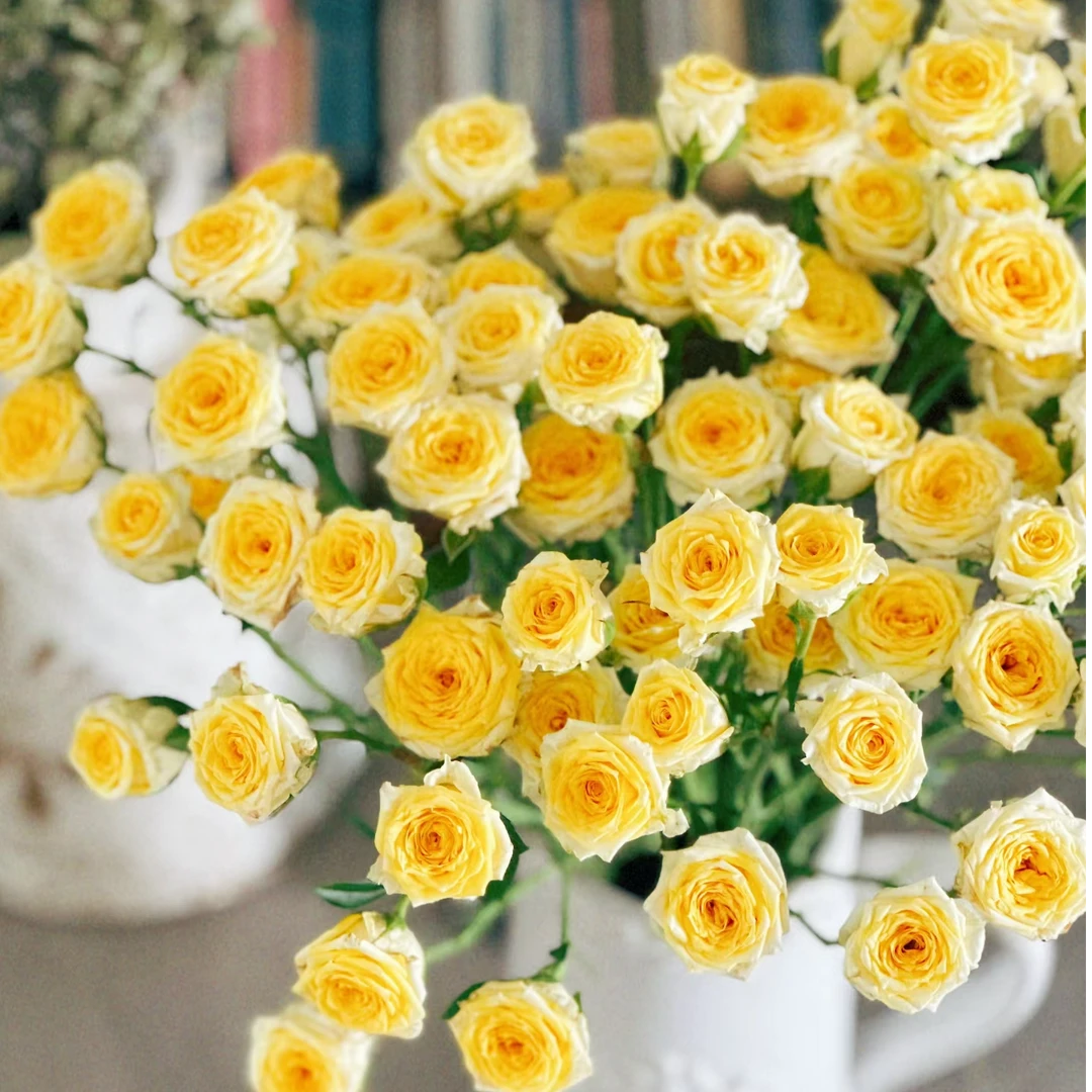 娃娃公主多头玫瑰-家养鲜花-云南基地直发-任意两单包邮