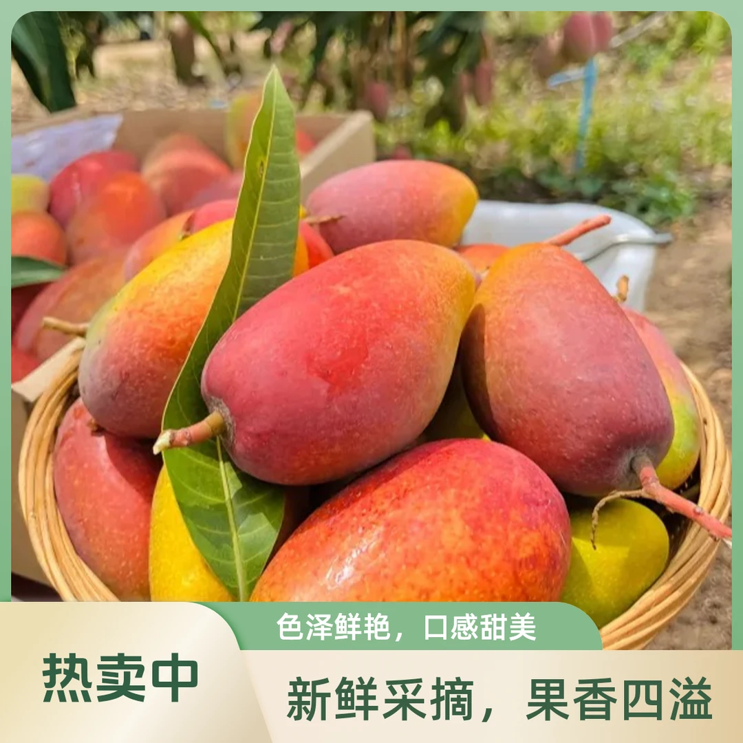 【春日限定】海南贵妃芒  一口爆汁净重1.5斤左右贵妃芒