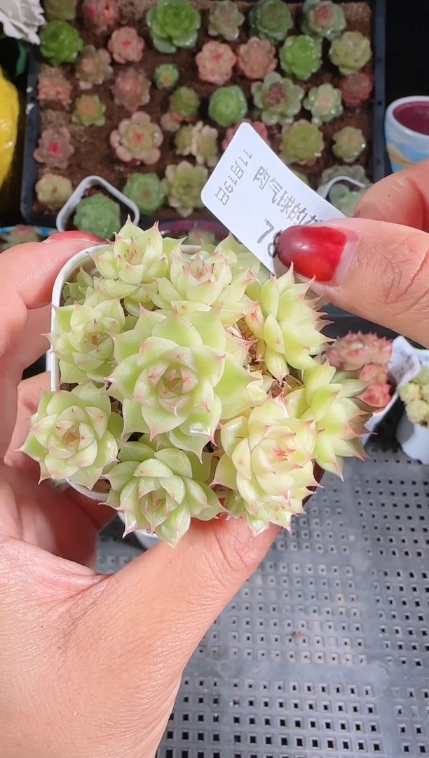 1119-78群生不包整