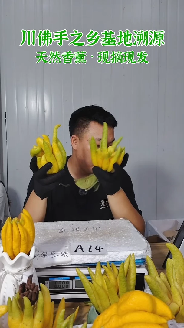 柑橘一物一拍  高山川佛手柑鲜果A14（断枝不售后）