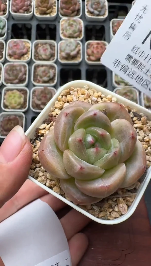 132N带盆土发 当场拍3颗以上包柚 多肉植物 一物一拍