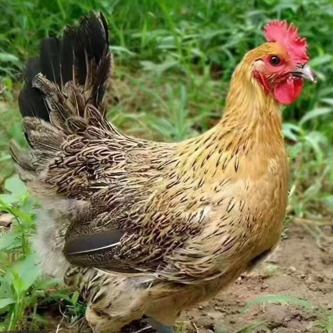 纯种土鸡礼盒50个带框发