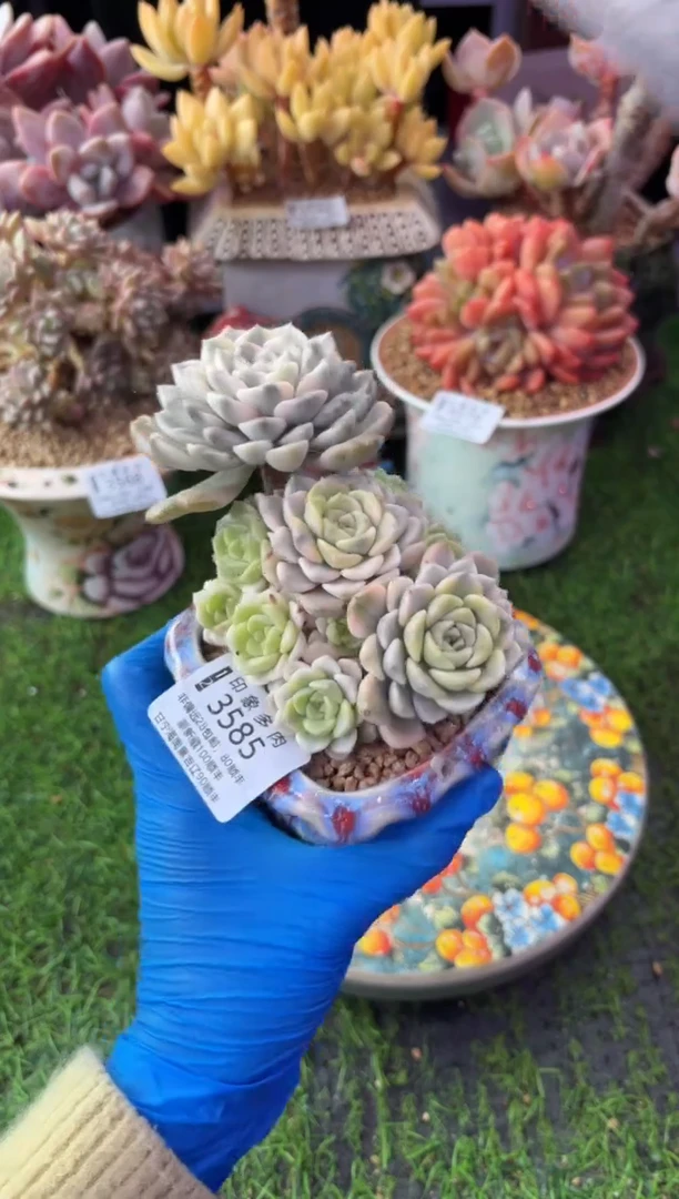 昆明印象多肉3585