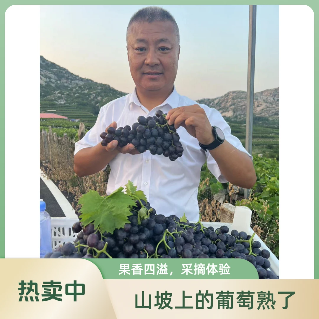 【张书记专属】山东平度大泽山地葡萄香甜可口摘现发顺丰包邮（玫瑰香）山东省