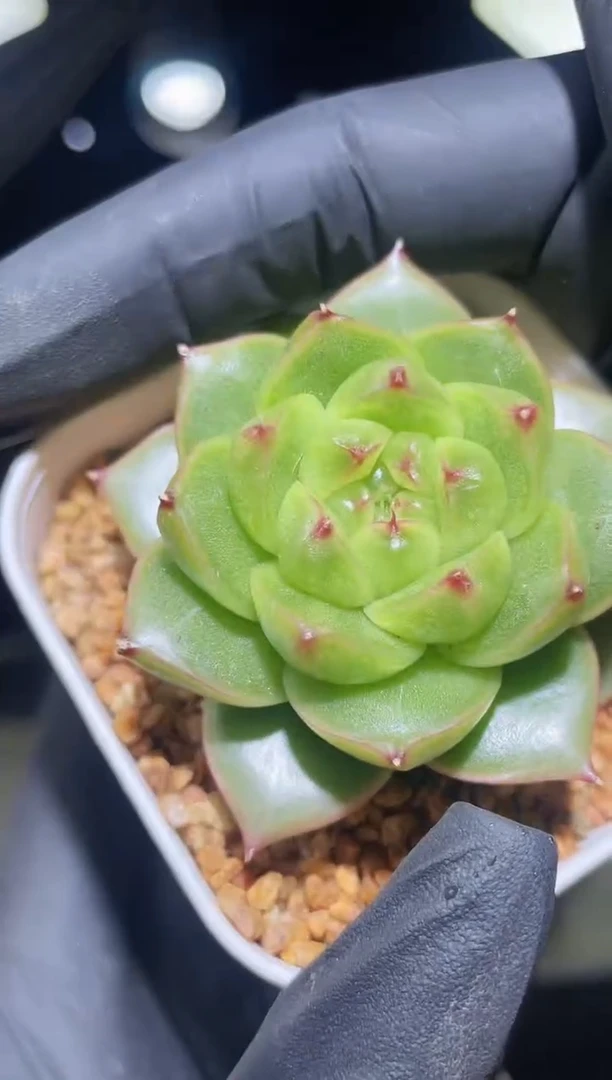 闪购2343  转机多肉一颗