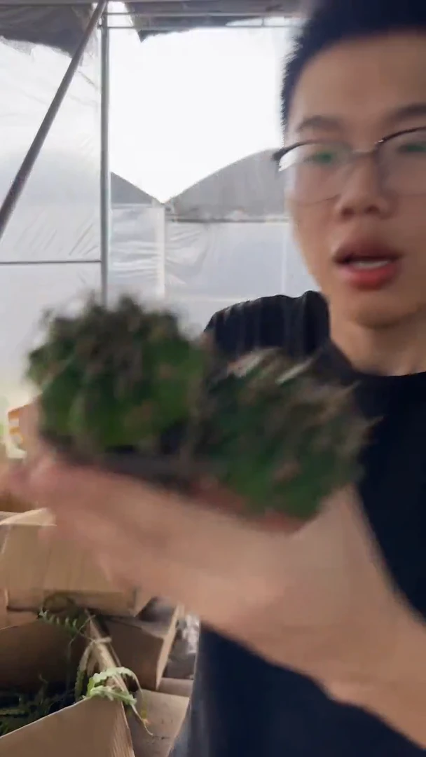 6颗 翠皇冠 牡丹