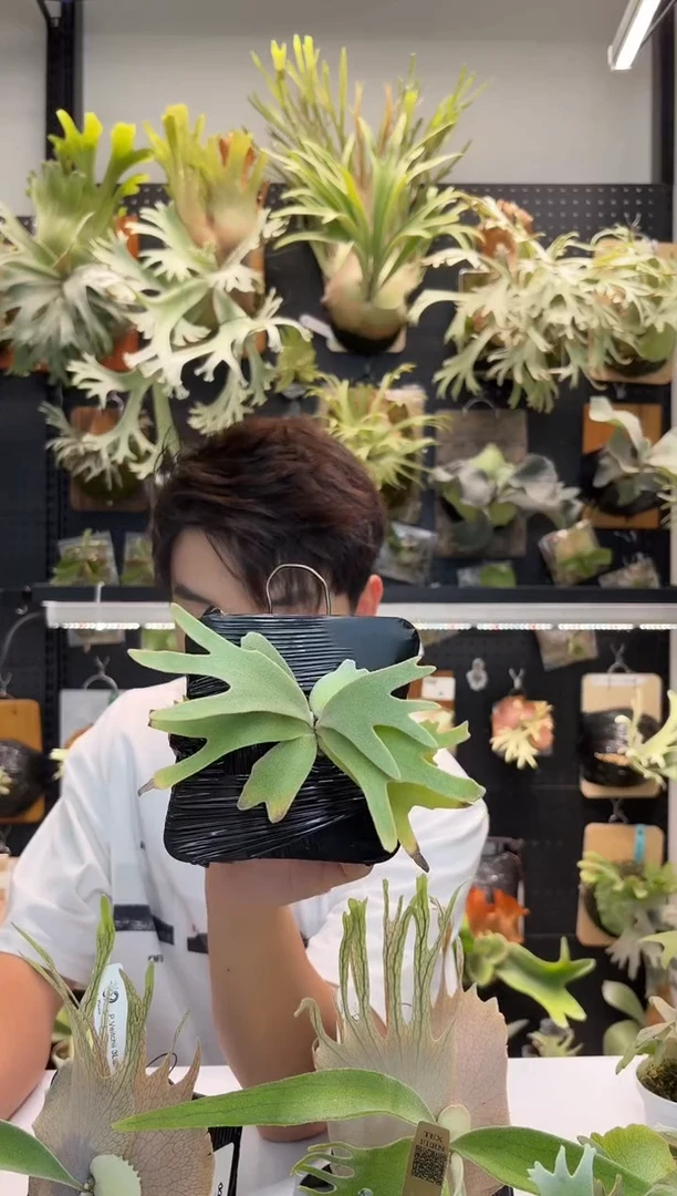 无花朵月光侏儒孢子苗特选