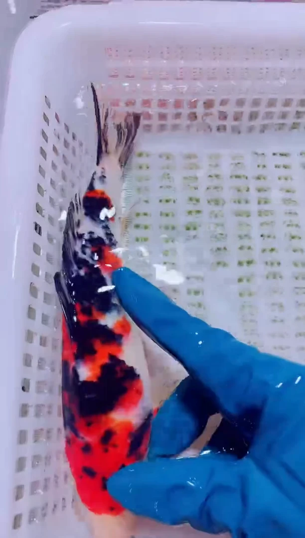 锦鲤血统锦鲤全场包邮43