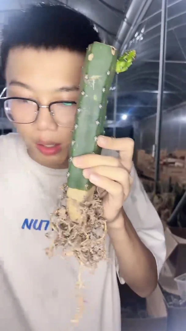 3颗 母本 秀普柱 不指定带侧芽