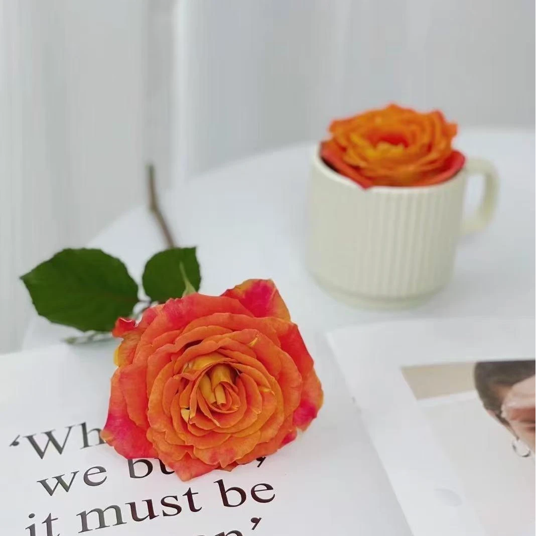 （牛牛甄选）AA级欢乐颂单头玫瑰 云南基地现采现发 一单也包邮