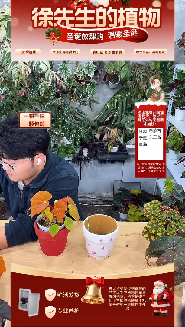 完全开放秋之华秋海棠