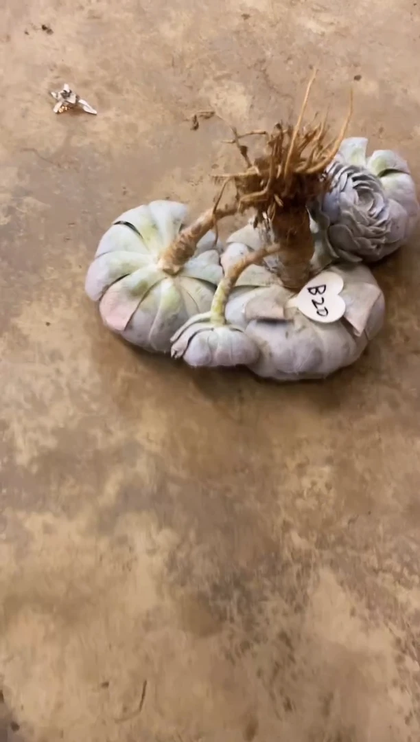 阳**丽           B20号￥30