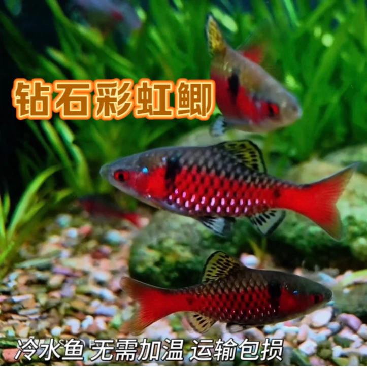 钻石彩虹鲫原生鱼淡水观赏鱼耐高温耐寒小型活体溪流鱼