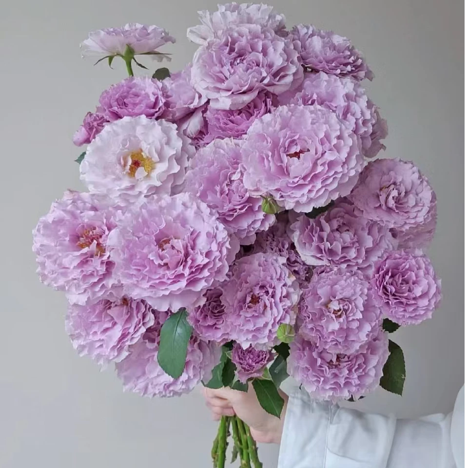 【独鬏鬏优选】A级鲜花 [蜻蜓] 多头玫瑰 现摘鲜活顺丰配送