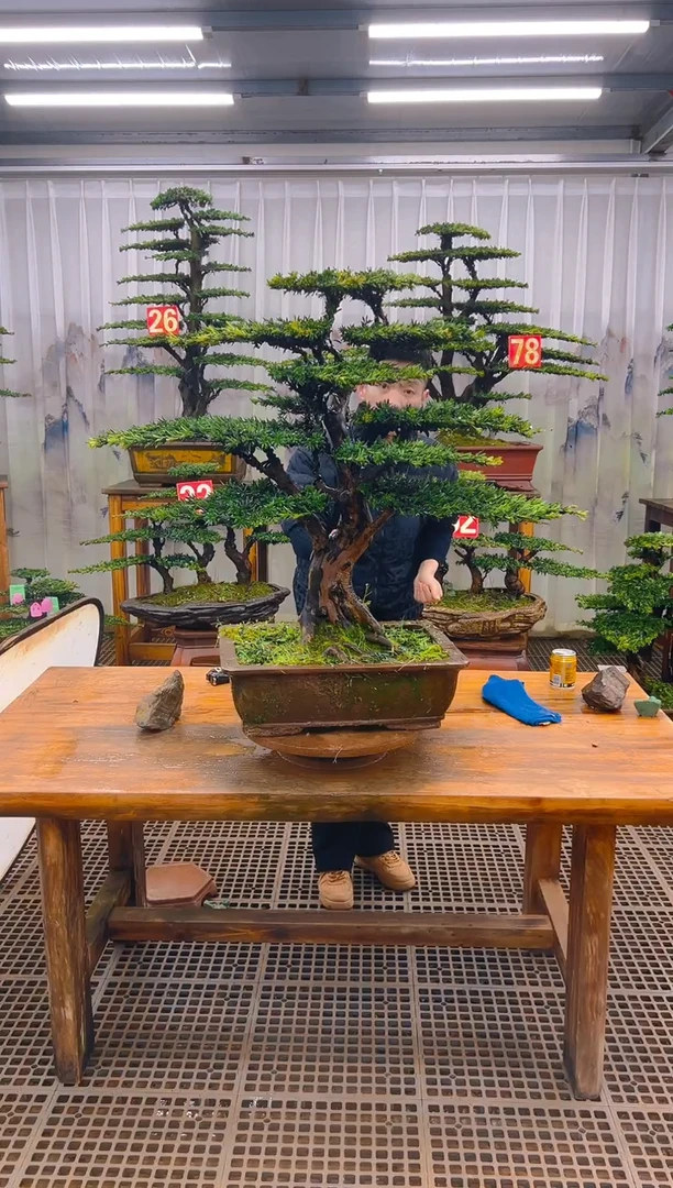 无花朵韩*精品盆景直播间一物一拍