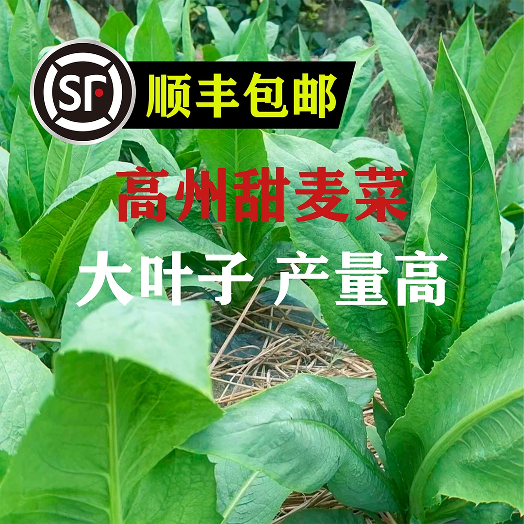 高州大叶甜麦菜苗四季耐热耐寒易生长现摘现发带泥发货种苗