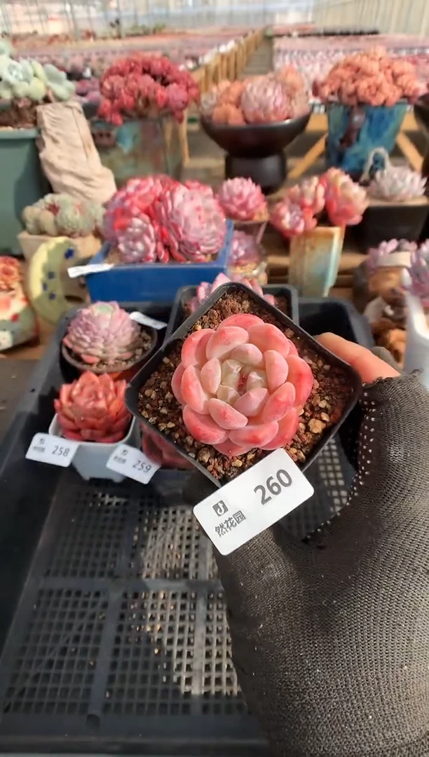 【闪购商品】260太妃糖多肉一物一拍