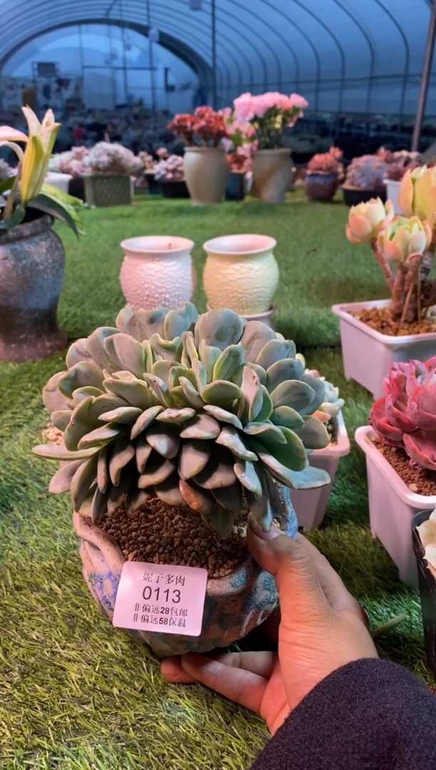 0113aa（满28包邮发货）