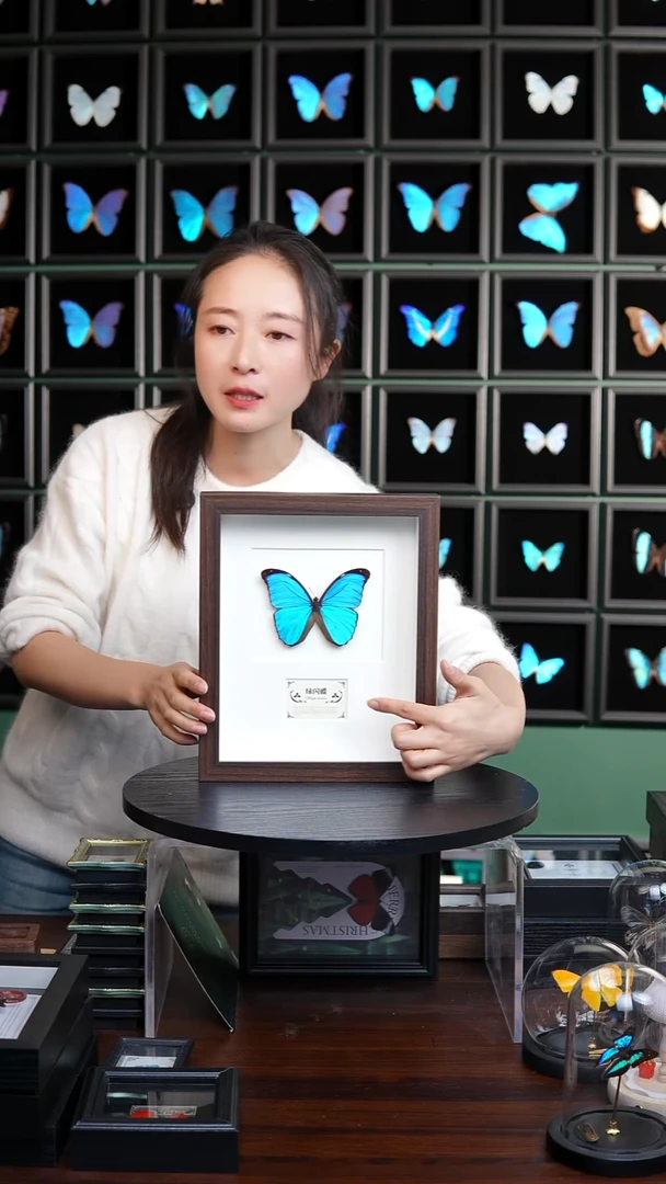 绿闪蝶标本摆件10寸款