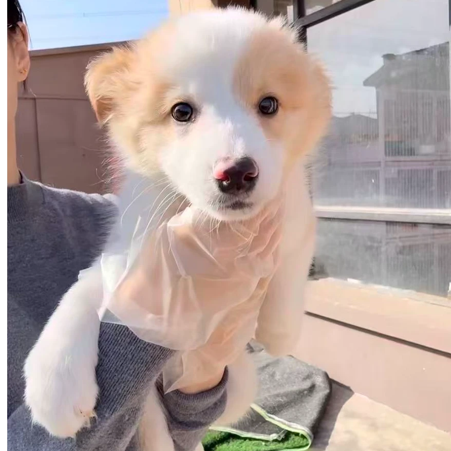Dog valley边境牧羊犬