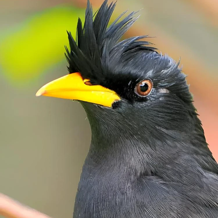 聪明可爱适合当宠物的鹦鹉包邮