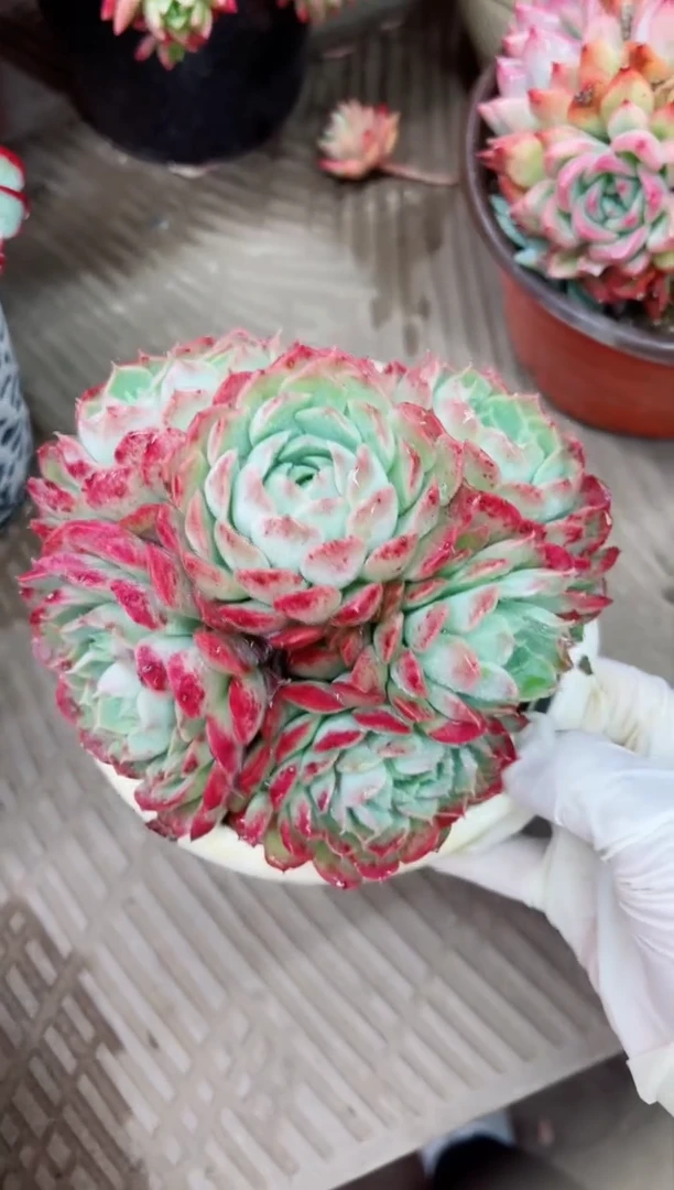 【闪购商品】20023